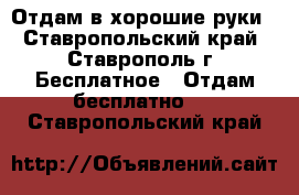 Отдам в хорошие руки - Ставропольский край, Ставрополь г. Бесплатное » Отдам бесплатно   . Ставропольский край